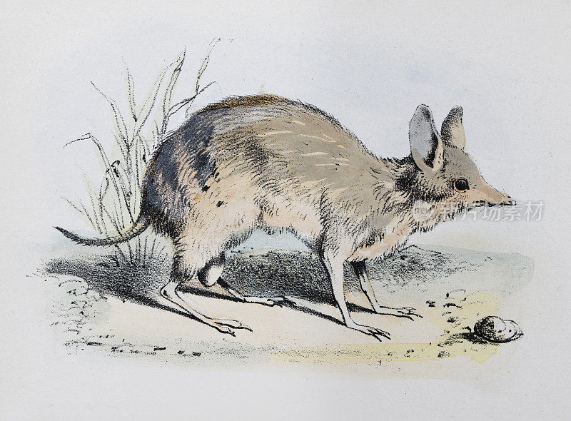 条纹兔小袋鼠，mernine或munning (Lagostrophus fasciatus) -复古彩色插图